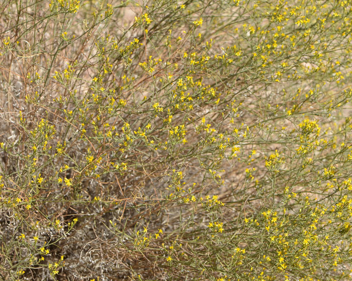 Late Snakeweed is found between 1,000 and 4,000 feet (304-1,219 m) in elevation. It prefers a wide range of habitats from: lower and upper deserts, grasslands, Creosote (Larrea) flats, dry washes, pinyon-juniper communities in stony plains, mesas, and slopes. Gutierrezia serotina